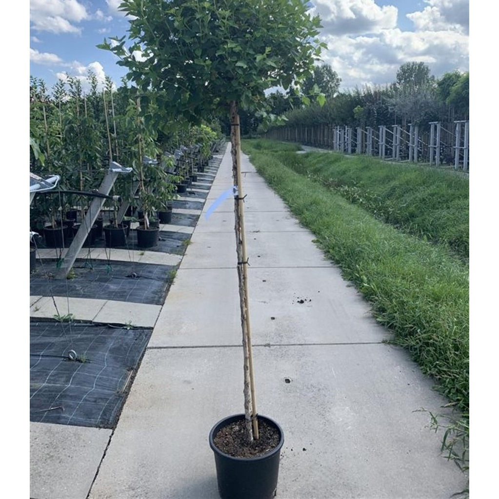 Smällspirea – Physocarpus opulifolius 'Luteus' - 90 CM Stem C10